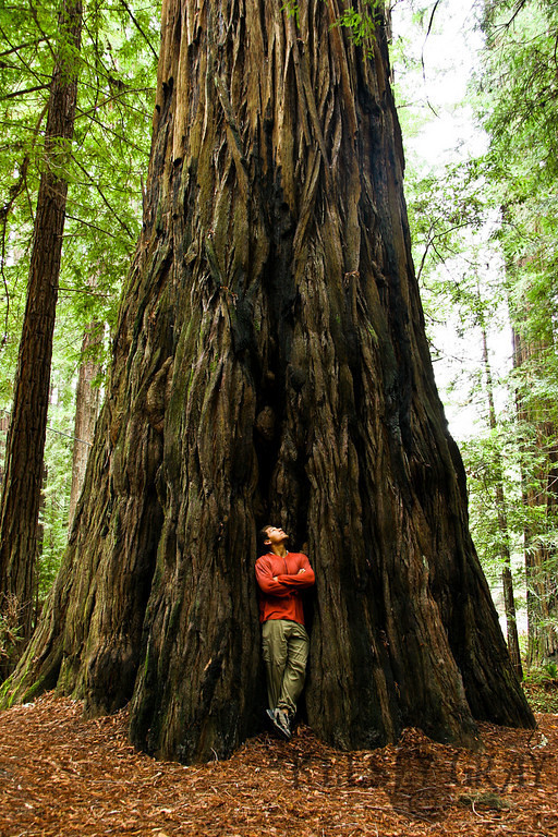 A man standing in front of a giant tree trunk, looking up.